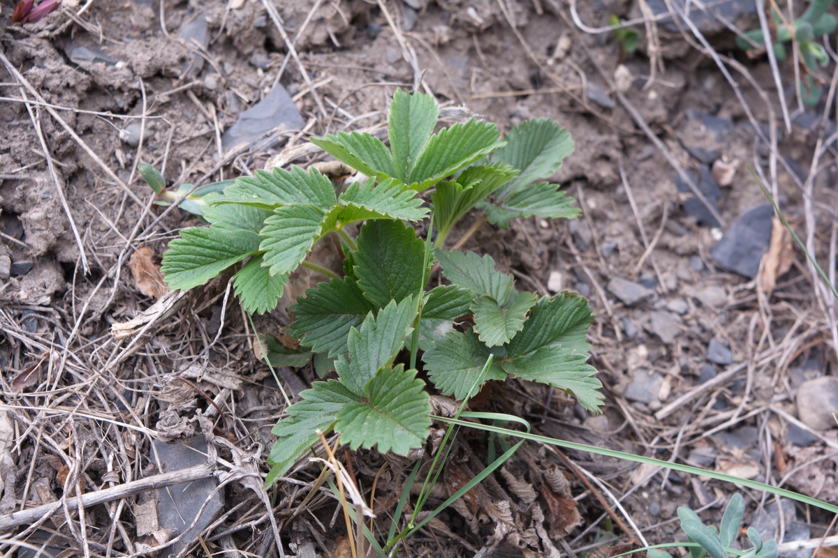 Изображение особи род Fragaria.