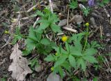 Ranunculus kedranus