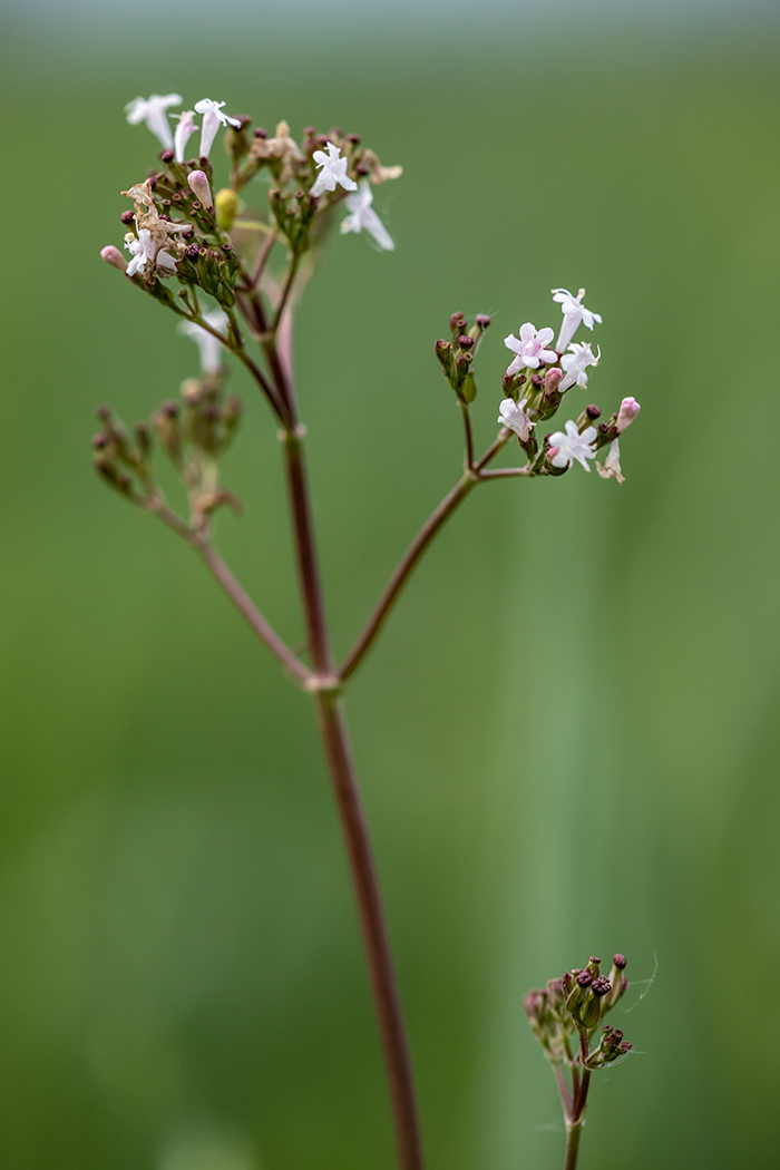 Изображение особи Valeriana tuberosa.