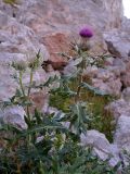 Cirsium pugnax