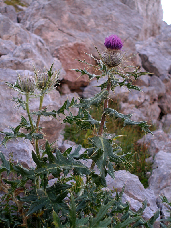 Изображение особи Cirsium pugnax.