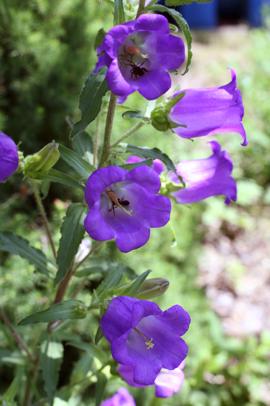 Image of Campanula medium specimen.