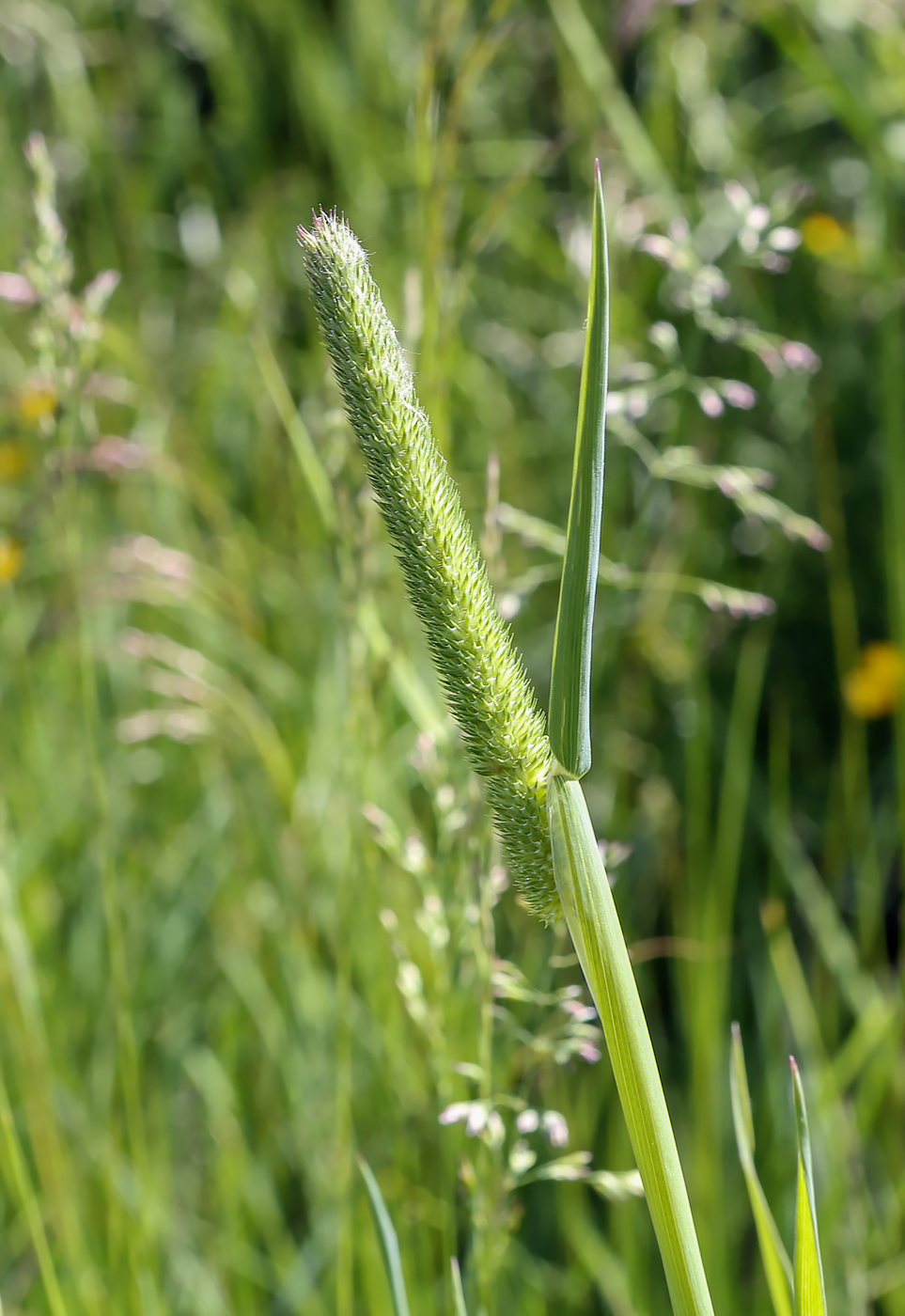 Image of Phleum pratense specimen.