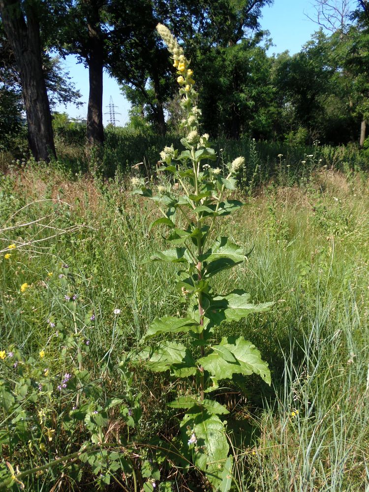 Изображение особи Verbascum ovalifolium.