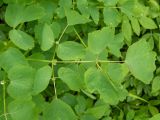 Thalictrum aquilegiifolium