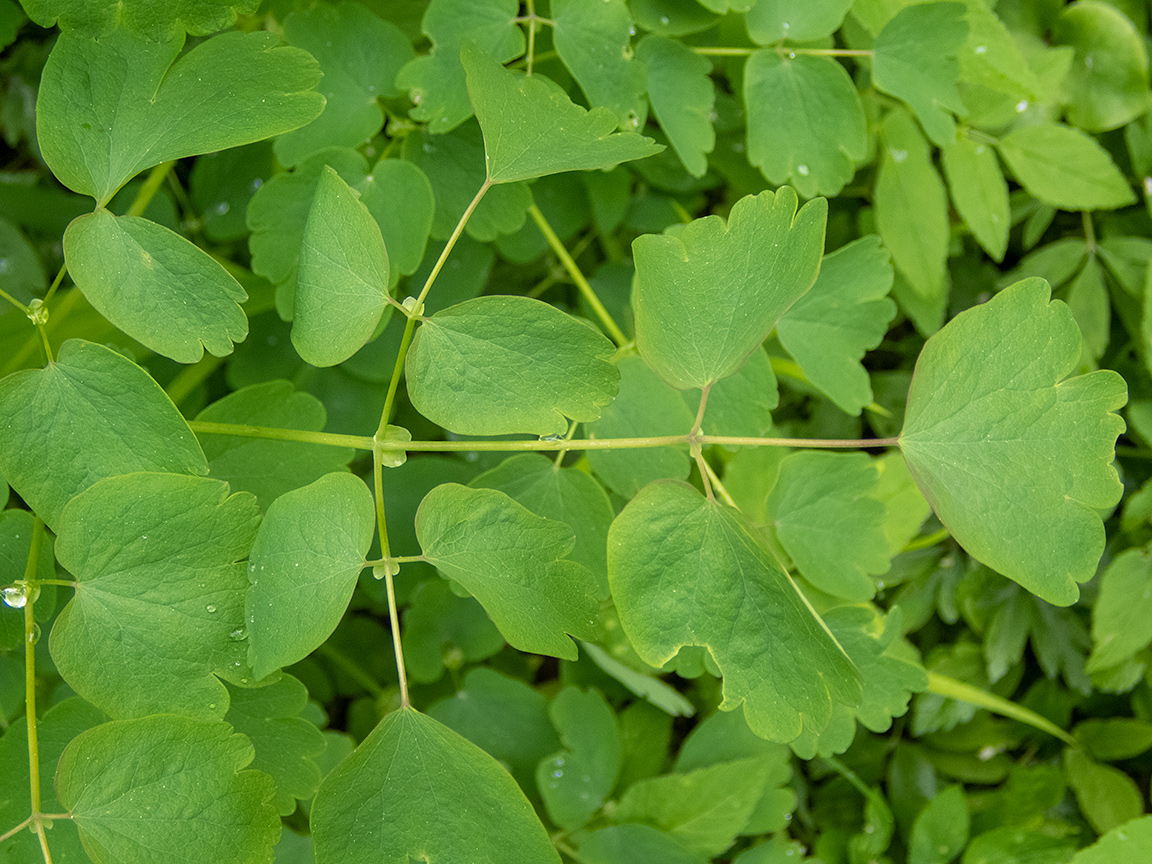 Image of Thalictrum aquilegiifolium specimen.