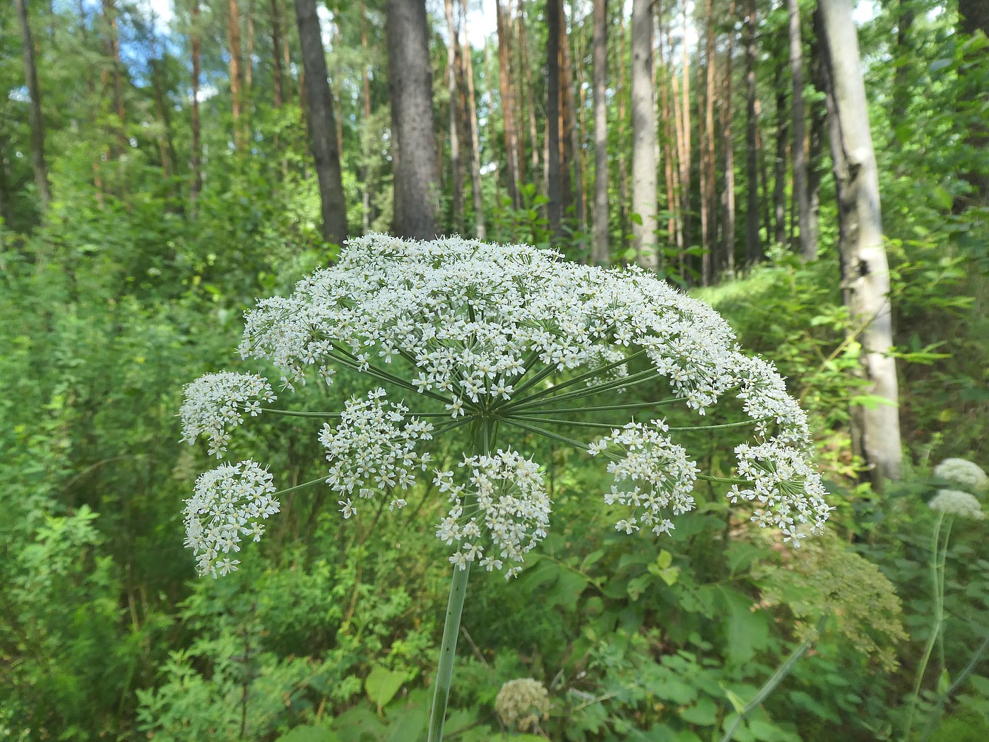 Image of Laserpitium latifolium specimen.