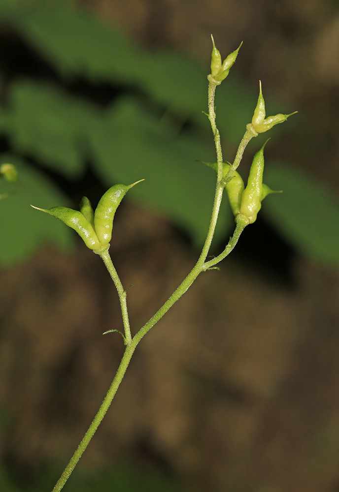 Изображение особи Aconitum puchonroenicum.