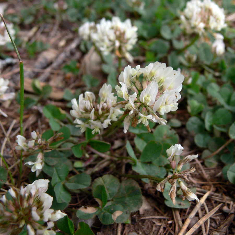 Изображение особи Trifolium repens.