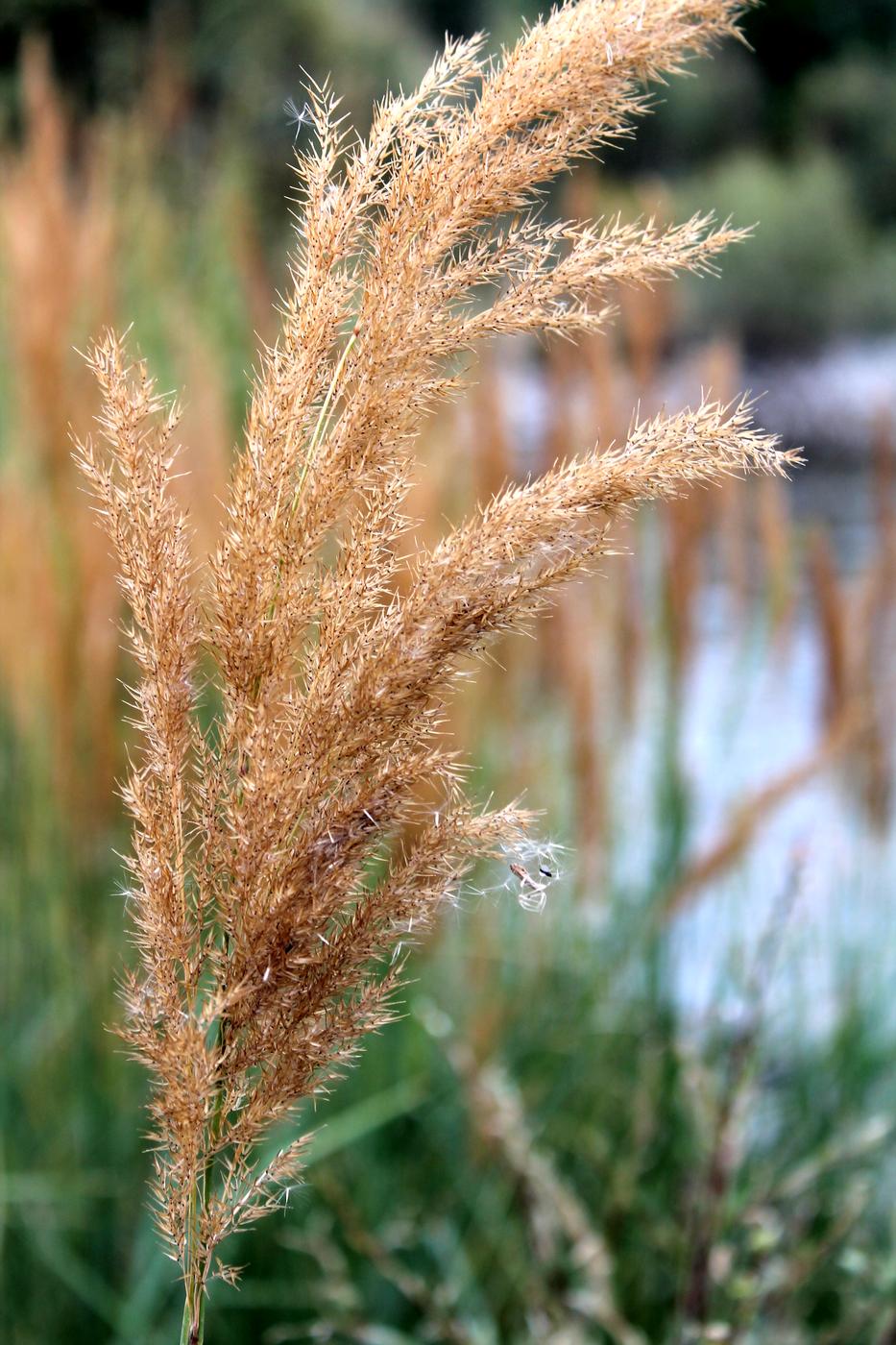 Image of Calamagrostis epigeios specimen.