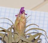 род Tillandsia. Верхушка побега с соцветием. Перу, регион Куско, пос. Ollantaymtambo, археологический комплекс. 11.10.2019.