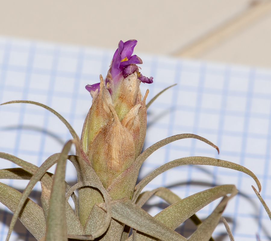 Изображение особи род Tillandsia.