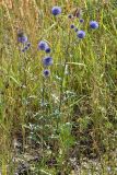 Echinops tataricus