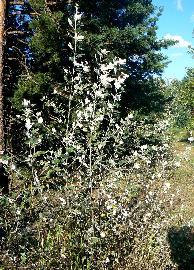 Изображение особи Populus alba.