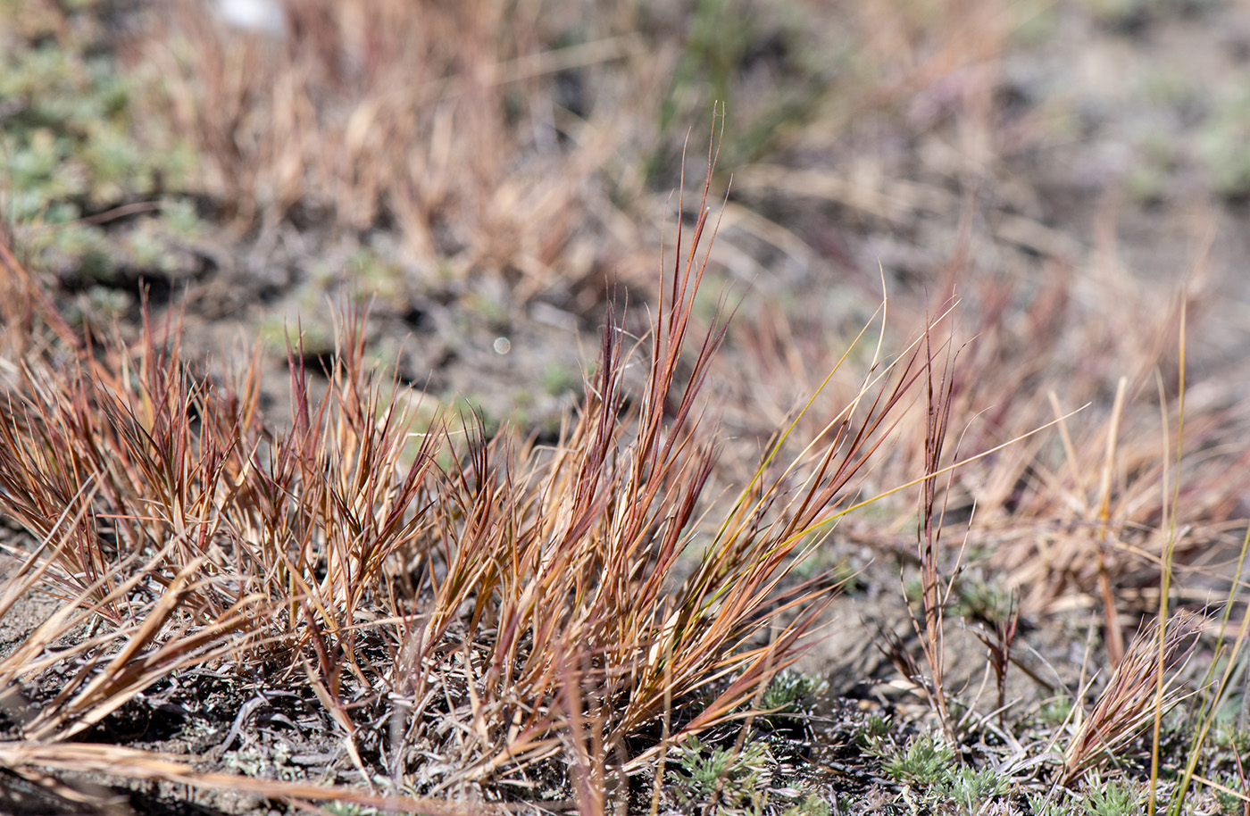 Изображение особи Cleistogenes squarrosa.