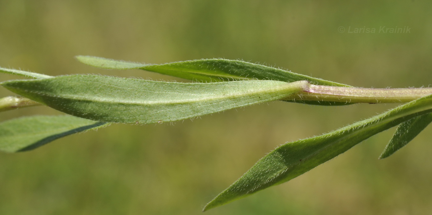 Изображение особи род Erigeron.