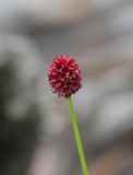 Sanguisorba officinalis. Соцветие. Республика Алтай, Усть-Коксинский р-н, средняя часть долины р. Куйгук, большой луг среди лиственичного леса. 29 июля 2020 г.