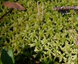 genus Sphagnum