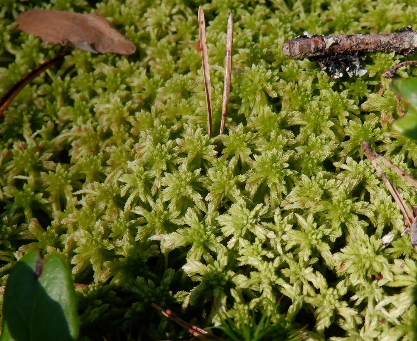 Изображение особи род Sphagnum.