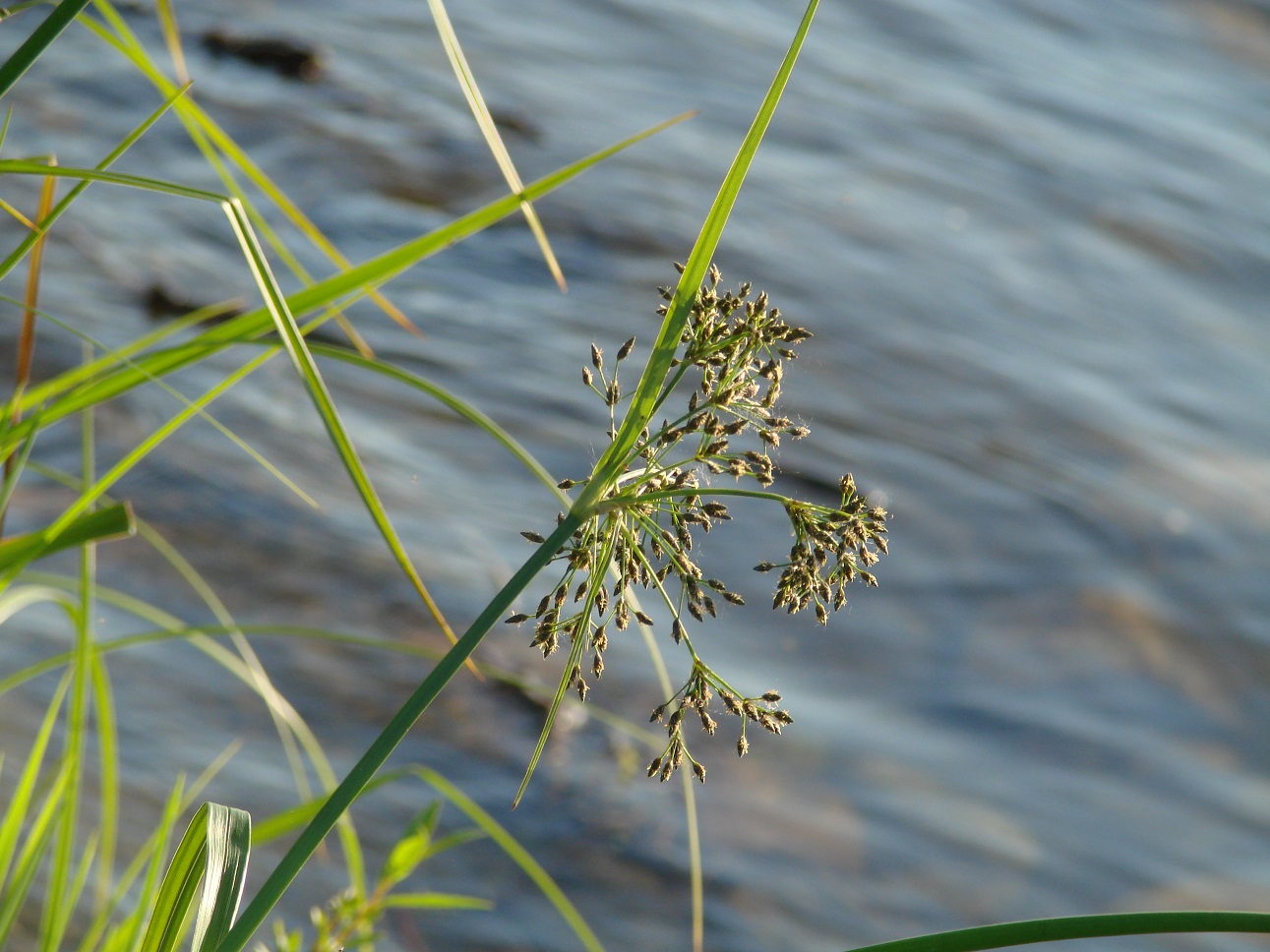 Image of Scirpus radicans specimen.