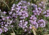 Thymus pallasianus. Верхушки побегов с соцветиями. Волгоградская обл., Камышинский р-н, Лебяженское сельское поселение, окр. горы Уши, песчаный овраг. 31.05.2019.