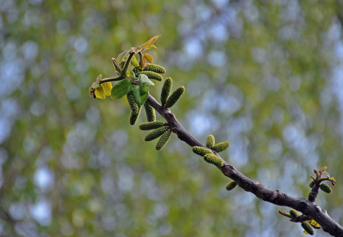 Изображение особи Juglans mandshurica.