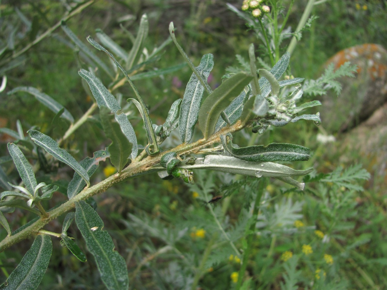 Изображение особи Hippophae rhamnoides.