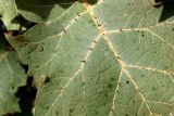 Solanum robustum