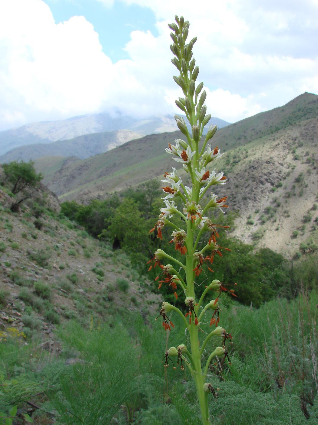 Image of Eremurus turkestanicus specimen.