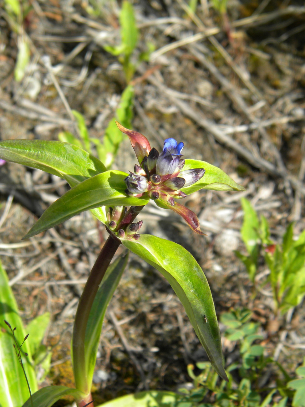 Image of Gentiana macrophylla specimen.