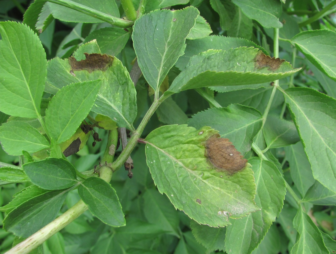 Изображение особи Sambucus nigra.