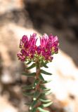 genus Pseudosedum