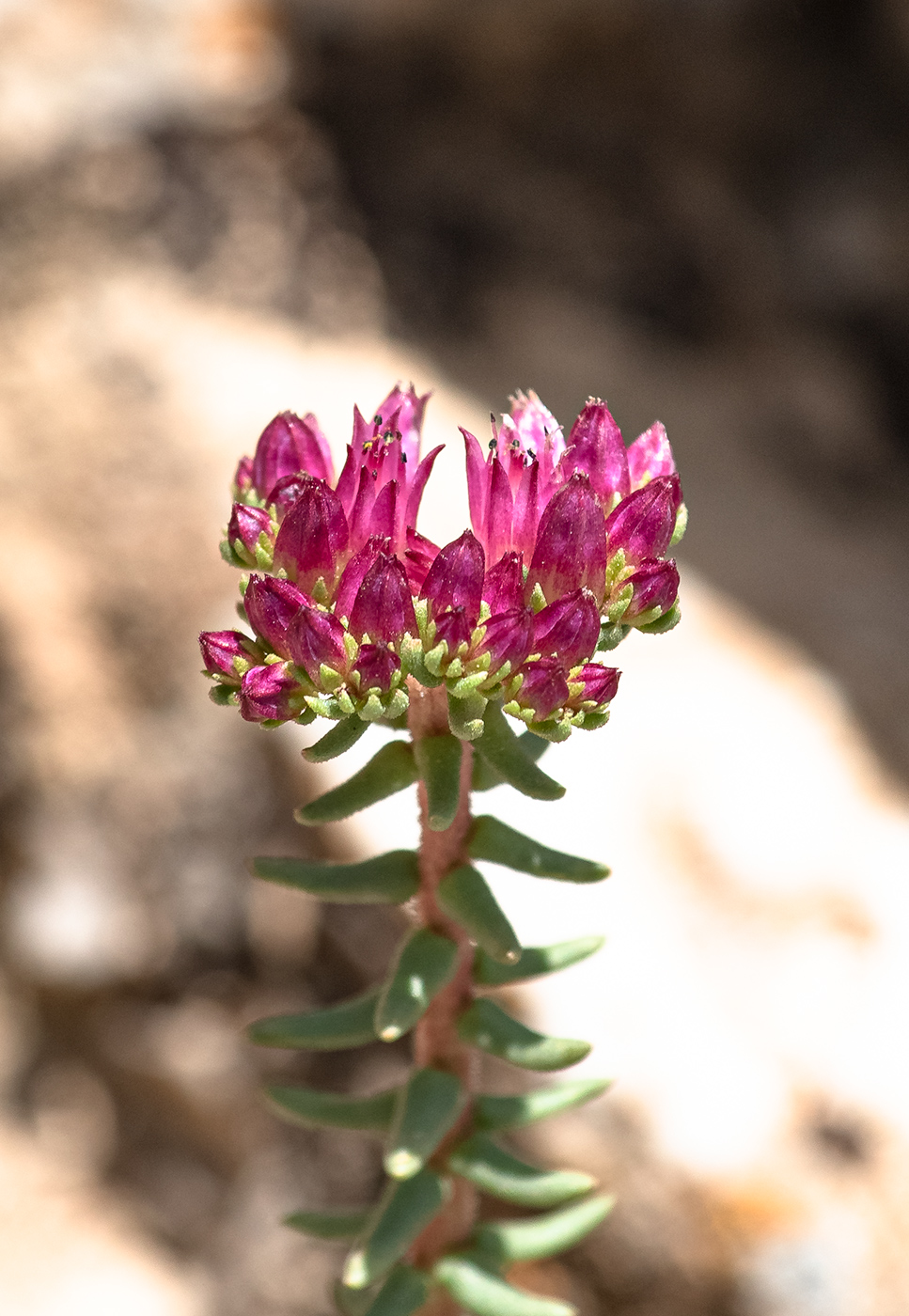 Image of genus Pseudosedum specimen.