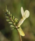 Vicia hybrida. Верхушка побега с цветком. Испания, автономное сообщество Каталония, провинция Жирона, комарка Баш Эмпорда, муниципалитет Калонже, междурядье на винограднике. 24.04.2021.