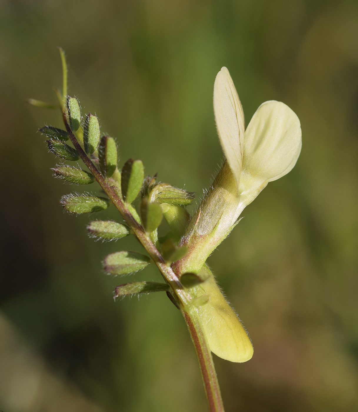 Image of Vicia hybrida specimen.