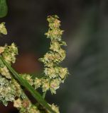 Rumex obtusifolius. Боковое соплодие. Перу, регион Куско, провинция Урубамба, обочина дороги к археологическому комплексу. 16.10.2019.