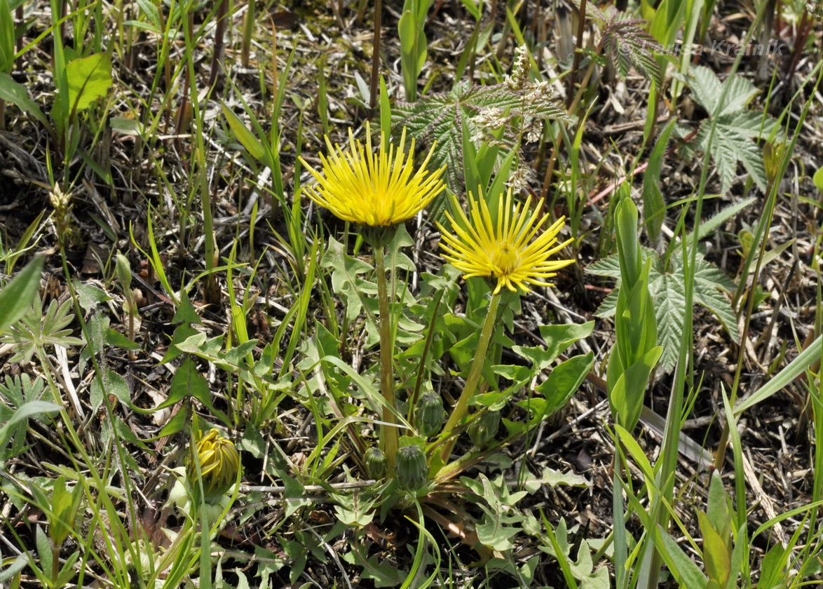 Изображение особи род Taraxacum.