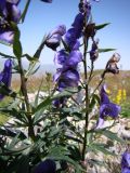 Aconitum nasutum