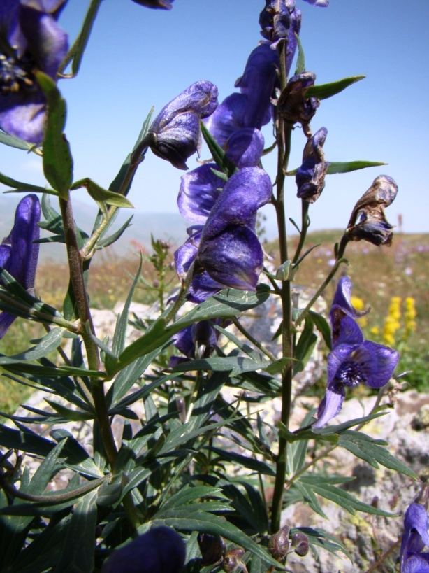 Image of Aconitum nasutum specimen.