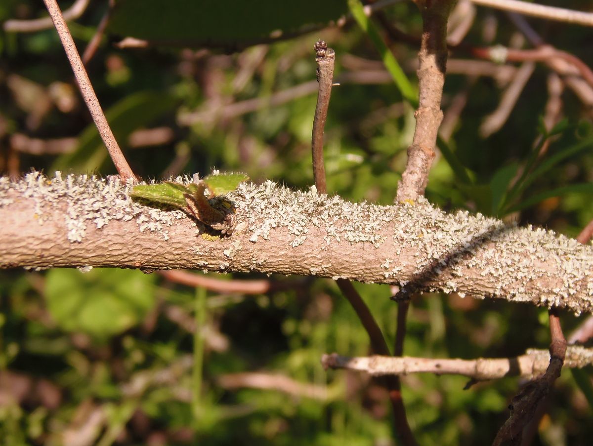 Image of Viburnum lantana specimen.