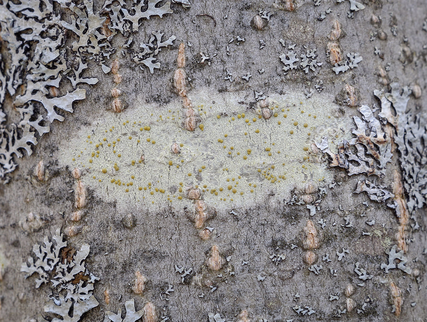 Image of Lecanora symmicta specimen.