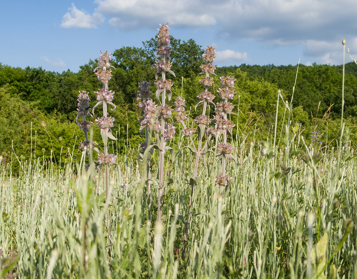 Изображение особи Stachys velata.