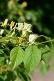 Lonicera chrysantha. Часть побега с соцветиями. Санкт-Петербург, Петроградский р-н, Ботанический сад им. Петра Великого, в культуре. 04.06.2021.