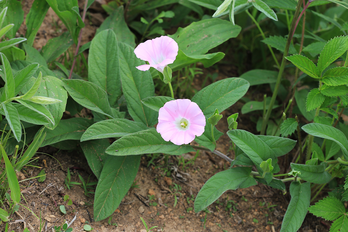 Изображение особи Calystegia dahurica.