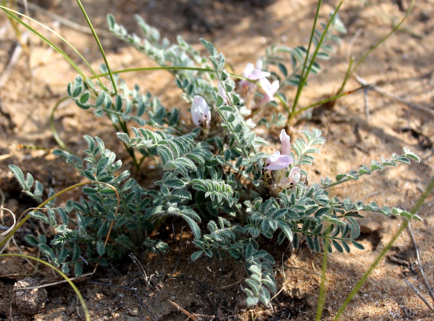 Image of Astragalus dolichophyllus specimen.