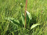 Plantago maxima