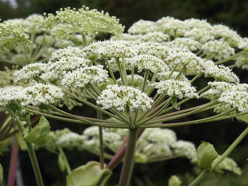 Image of Angelica dahurica specimen.