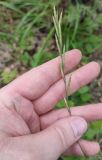 Brachypodium pinnatum