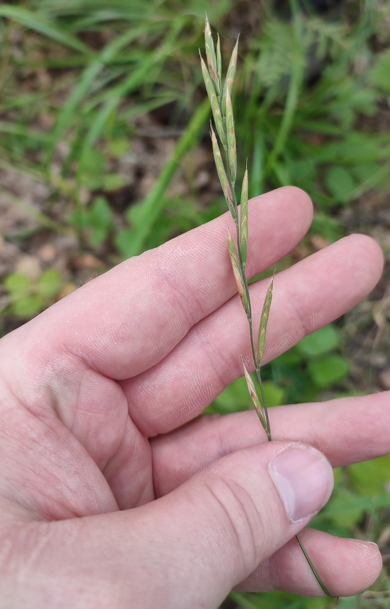 Изображение особи Brachypodium pinnatum.