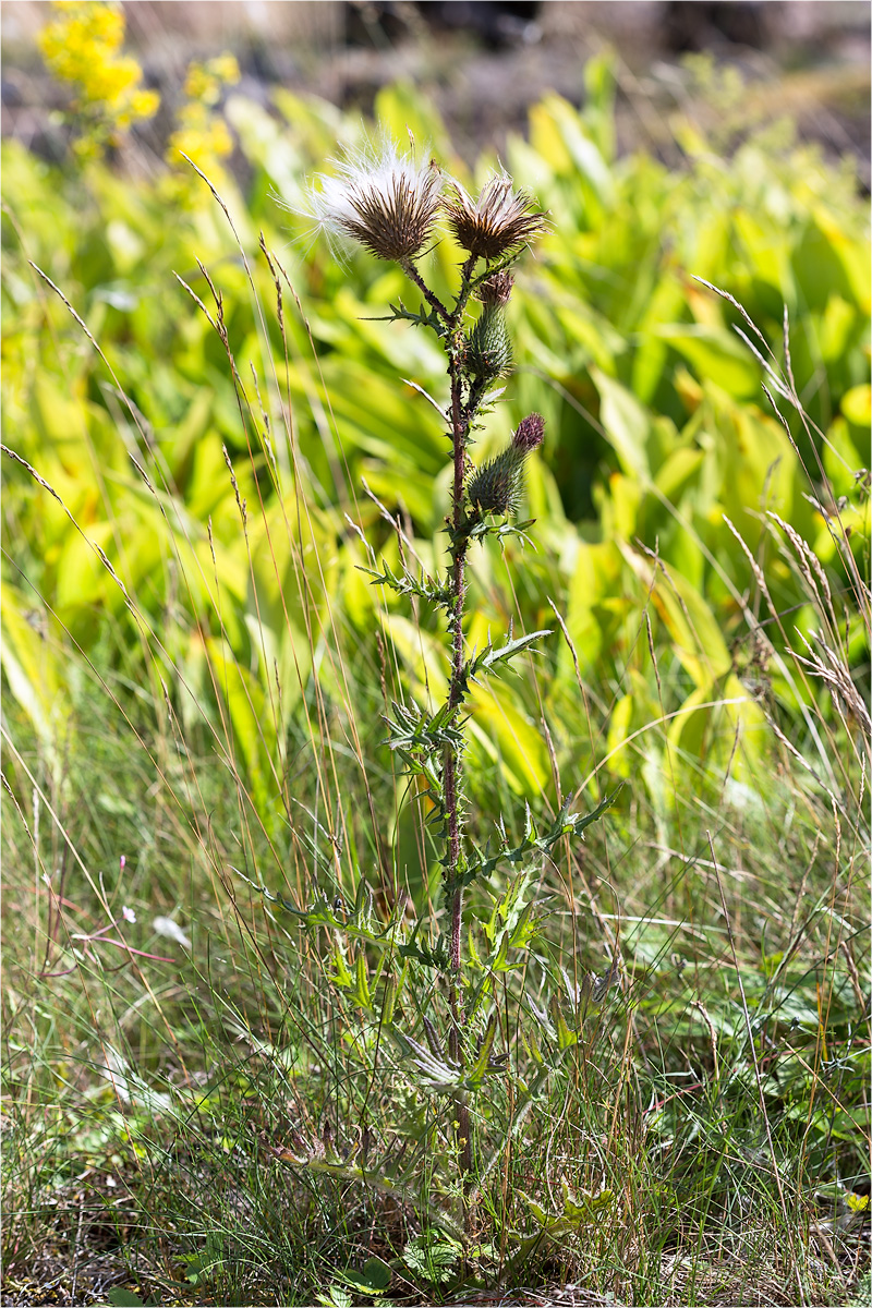 Изображение особи Cirsium vulgare.